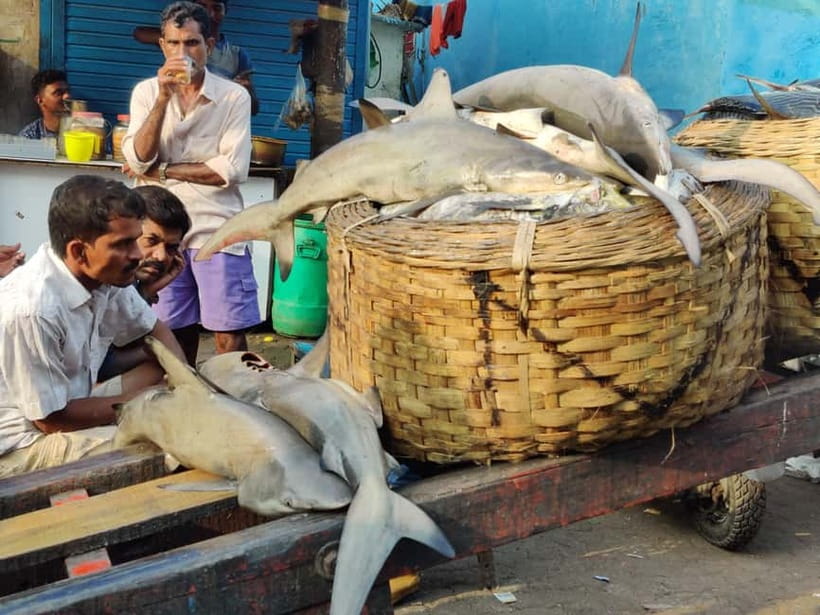 Mumbai Coastal Cooking: From Fishing Net to Flavourful Plate - When the village visit changes