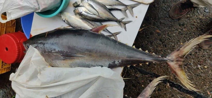 Mumbai Coastal Cooking: From Fishing Net to Flavourful Plate - Who should book this experience