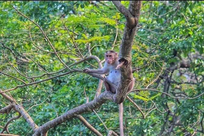 Sanjay Gandhi National Park and Kanheri Caves Day Private Tour - What the $90 price includes