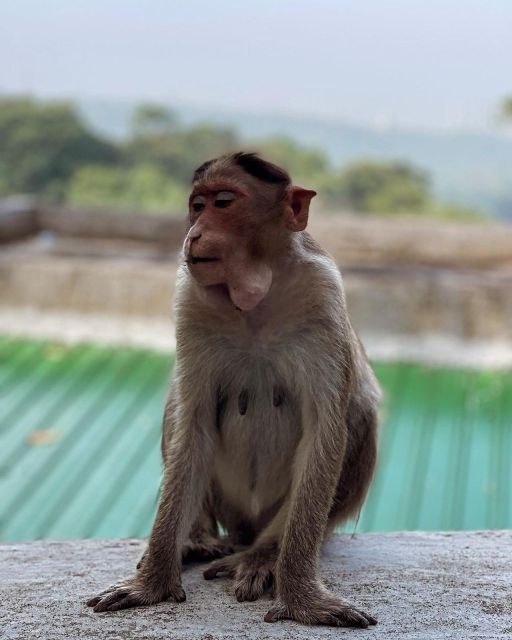 Sanjay Gandhi National Park + Kenheri Caves + Lion Safari - A city break inside Sanjay Gandhi National Park