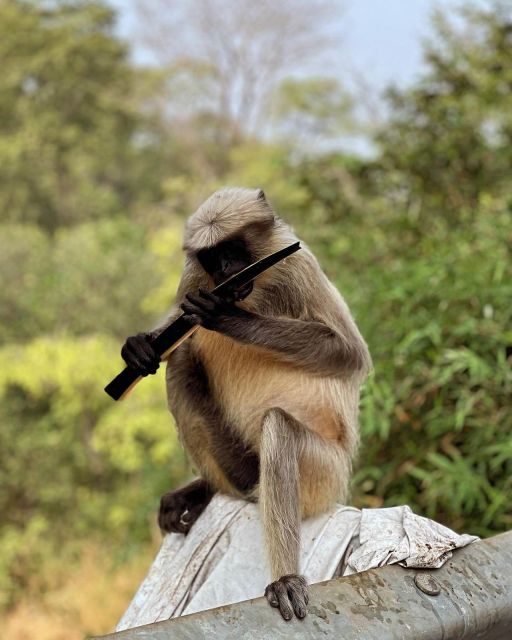 Sanjay Gandhi National Park + Kenheri Caves + Lion Safari - The lion safari and the park’s quieter side