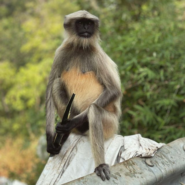 Sanjay Gandhi National Park + Kenheri Caves + Lion Safari - The guides are the main reason to book