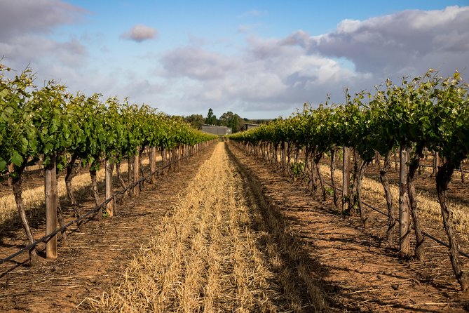 Sula Vineyards Day tour from either Mumbai OR Nashik - Why Sula works as a day away from Mumbai