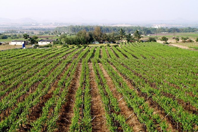 Sula Vineyards Day tour from either Mumbai OR Nashik - Arriving at India’s largest vineyard